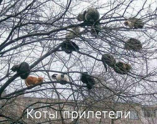 2215.коты прилетели.jpg