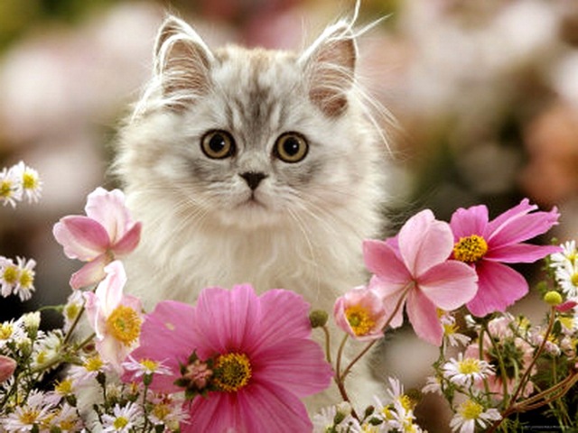 08551a483152.jpgкотик.jpg