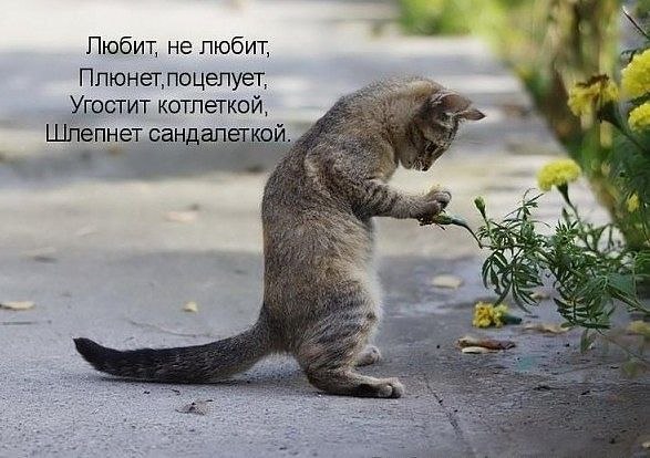киса.jpg